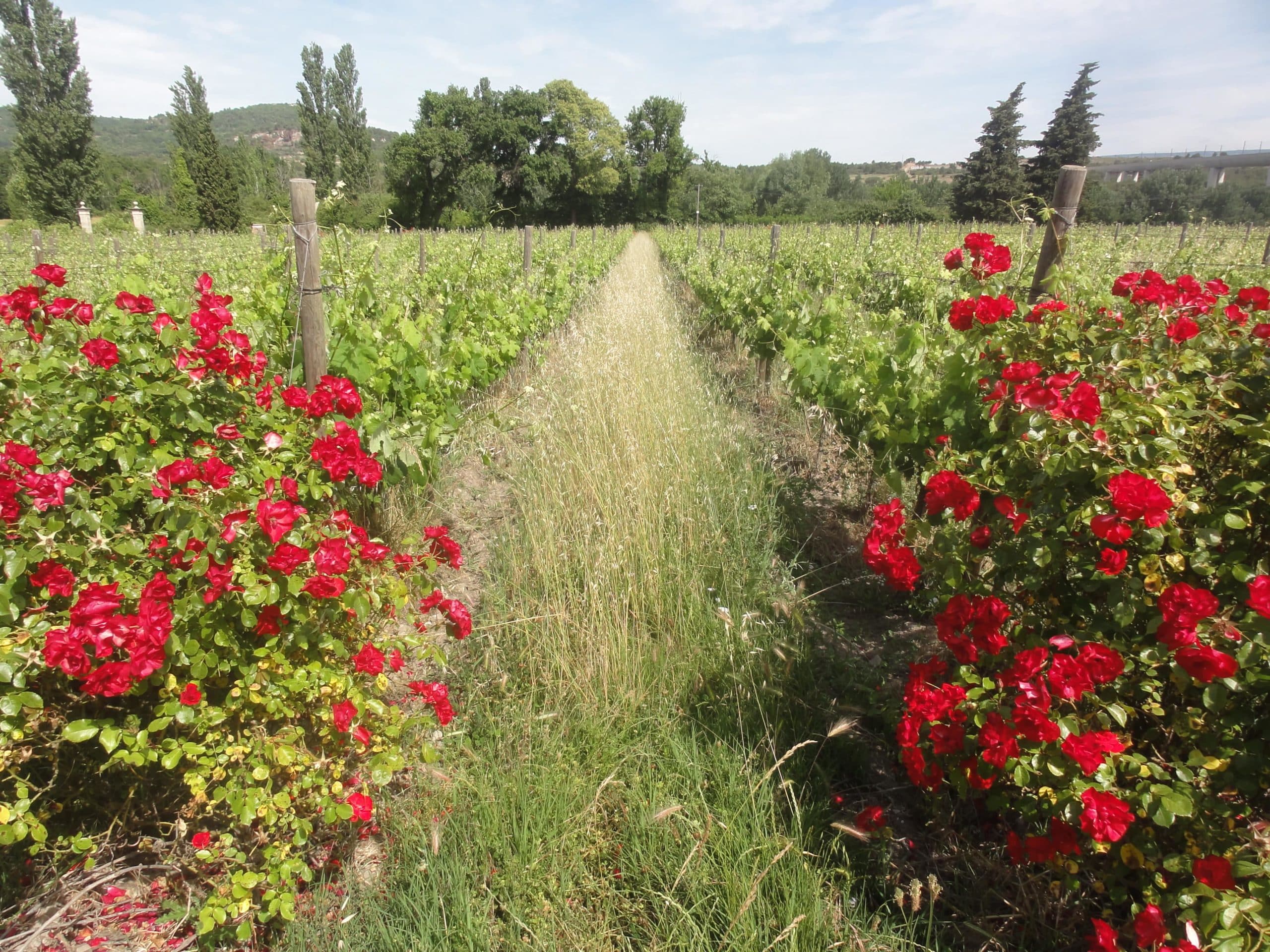 Vignes bio enherbées au Domaine Chateau Bas (Vernègues, 13)-min