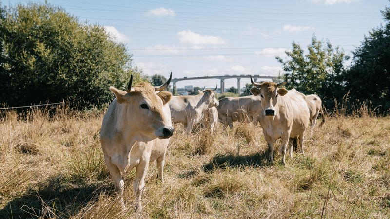 Nantes vaches
